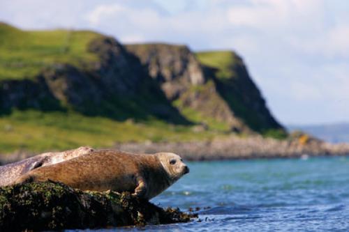 20165_Rathlin Island - Seals.jpg_1588712512